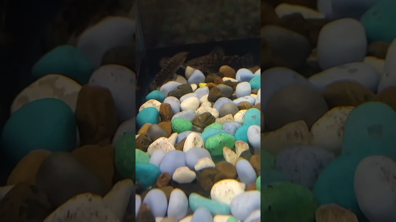 Сомы торакатумы и Сиамский Петушок в зоомагазине. #aquariumshow #aquarium