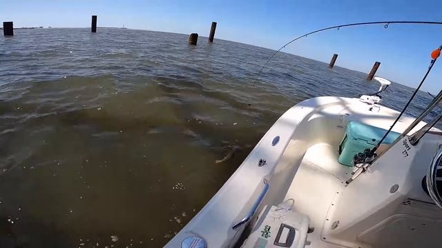 These RIGS Are LOADED With Fish **Catch And Cook**