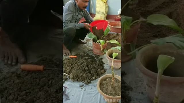 How To Grow And Care Philodendron Lime And Lemon Plant