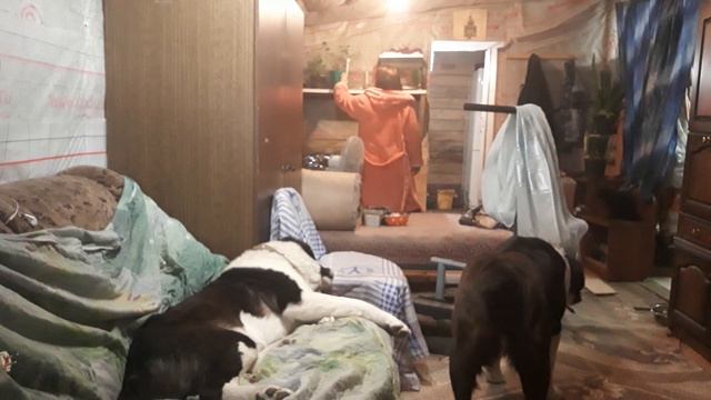 АЛАБАИ ДОМА! Скрытой камерой съемка!/Чем заНЯты когда нет контроля!/ Наши будни/