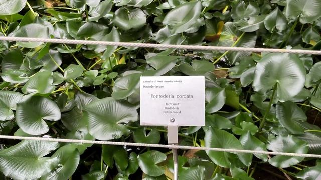 Дивный ботанический сад! #Merano, #южныйтироль #Trauttmansdorf, 1 часть. #2k