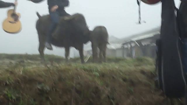 Apocalypse Cow.