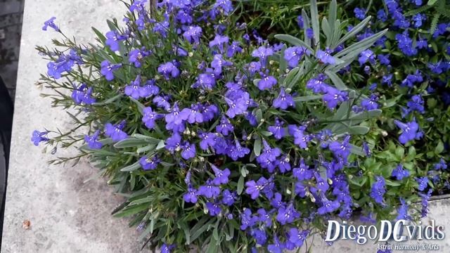 Lobelia Erinus - Lobélia-azul - Edging Lobelia - Garden Lobelia (Lobelioideae)