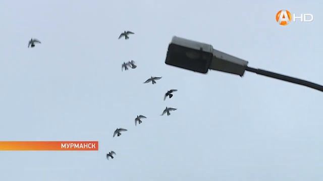 Любовь к сизокрылым – мурманчанин 35 лет разводит голубей