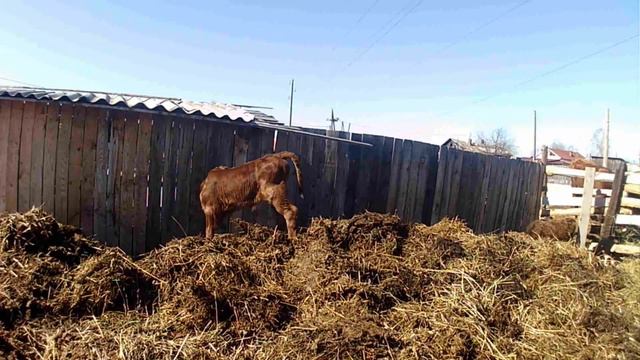 Сидим дома,выбрали кличку телочке