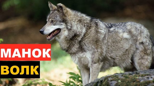 ?ЗВУК (ГОЛОС) ВОЛК 1