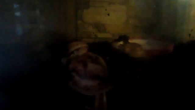 Отличие ахатин и архахатин особенности и нюансы содержания