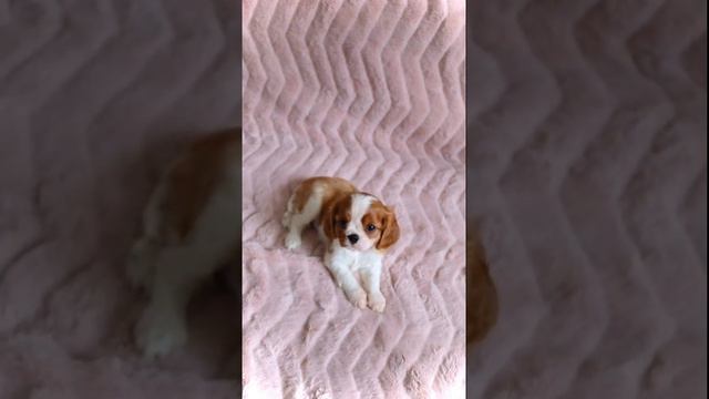 Чудесная малышка Кавалер Кинг Чарльз Спаниеля в ПРОДАЖЕ!!!  Более подробно звоните  +79636115520