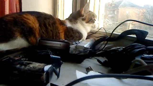 кошка с птичками ругается