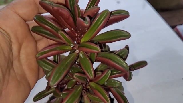 COMO FAZER MUDAS Peperonia Graviolens Ou  