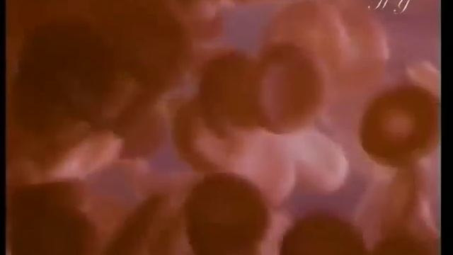 Чудо строения дыхательной системы