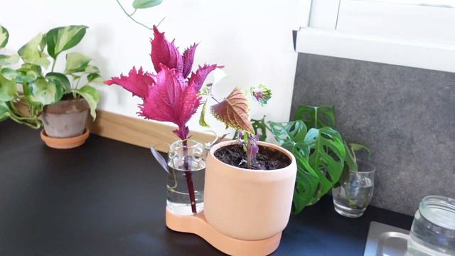 D8d677348ed925750a1657d4114464ed