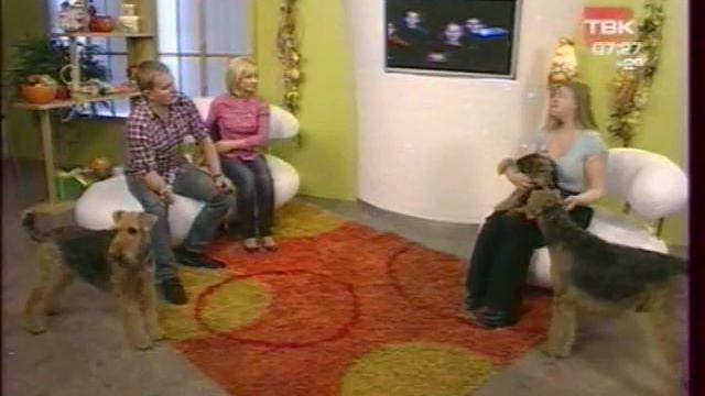 Кон, Илона и щенки Дуси на ТВК