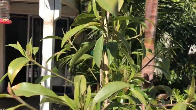 GROWING A NEW SAPODILLA TREE IN NORTHERN CALIFORNIA  | CHIKU | Chico Sapote )