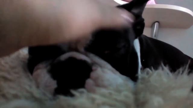 Спящая милота Бостон Терьер)) трудно пройти мимо...