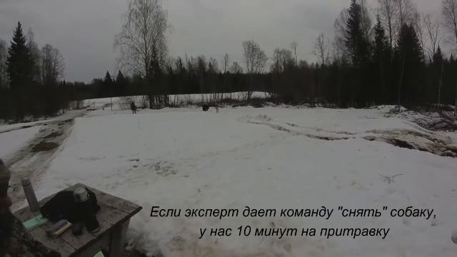 Состязания по подсадному медведю ЗСЛ