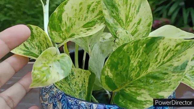 Marble Queen Pothos Grown For Table Top Indoor Decoration
