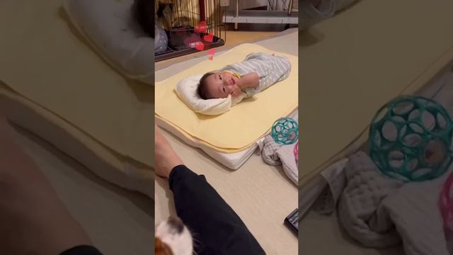 🐶をみて、よろこぶ👶 #baby #babytwins #cute #twins #twinsbaby #双子 #cutebaby #5ヶ月 #犬 #dog #キャバリア