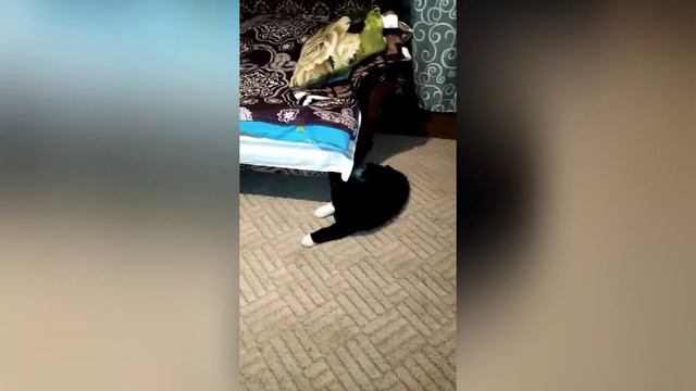 ВСЕ МОИ 5 ЩЕНКОВ ПРИСТРОЕННЫ 😍 ВИДЕО ОБЯЗАТЕЛЬНО ДО КОНЦА СМОТРИТЕ