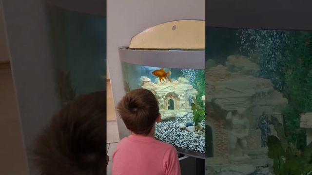 Дети просят пойти к стоматологу, чтоб покормить рыбок и получить подарки!