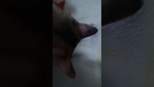 Алиса детско