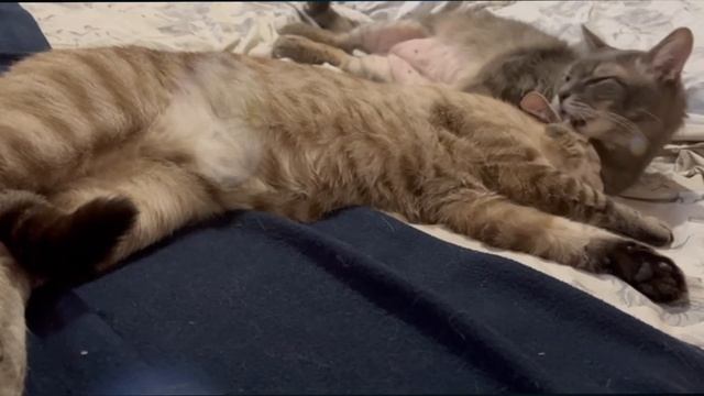 Как понять что Ваш любимчик заболел?