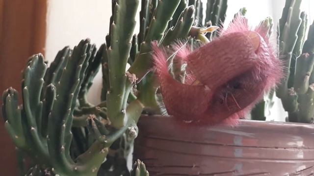 Кактус или суккулент?