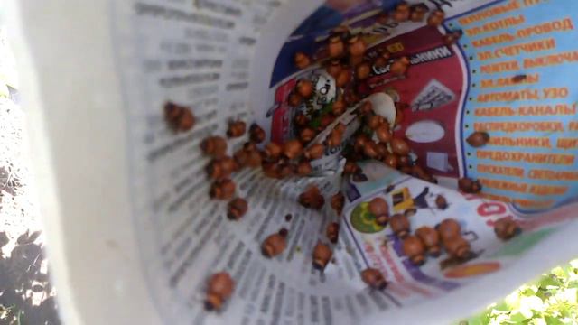 картошка и колорадский жук, борьба с жуком