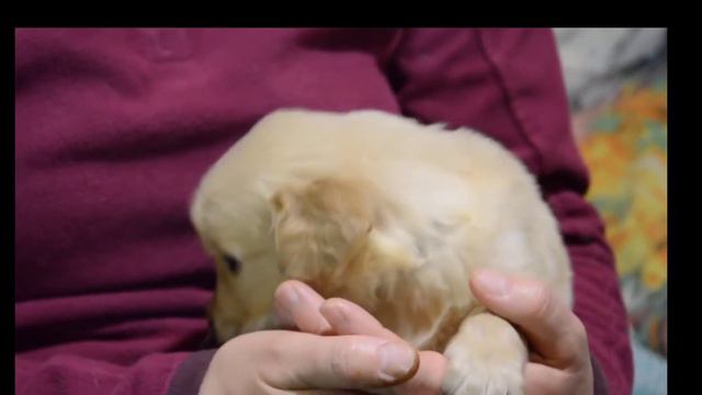 Наш Ларс. Один месяц. Голден ретривер.