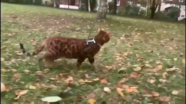 Питомник бенгальских кошек ДОМАШНИЙ ЛЕОПАРД. Кошка Bessi