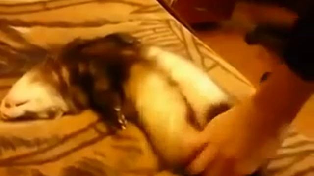 спящий хорёк