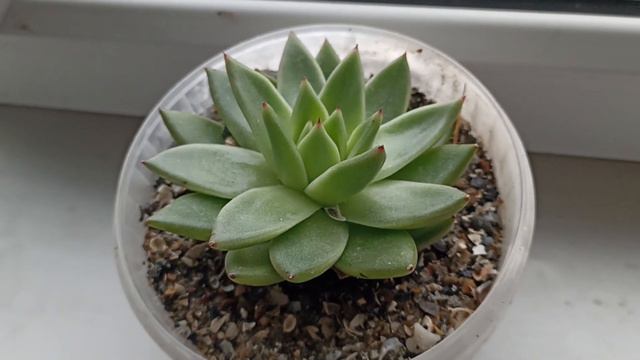 25 декабря. Суккулент. Зелёная трава и снег.