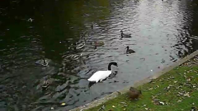 Лебедь и утки