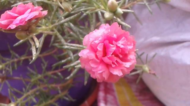 Moss Rose - Table Rose - Portulaca Grandiflora - Sun Rose - Japanese Rose - Mexican Rose..