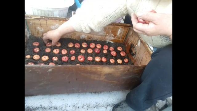 кладу на проращивание луковицы гладиолусов