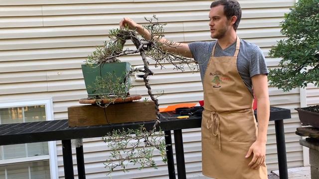 Dwarf Gardenia Cascade Restyling Work - The Bonsai Supply