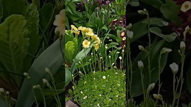 Весенние цветы. Шахматный рябчик, кавказская резуха.