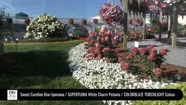 Dig Deep: Sweet Caroline Kiwi / SUPERTUNIA White Charm / COLORBLAZE TORCHLIGHT