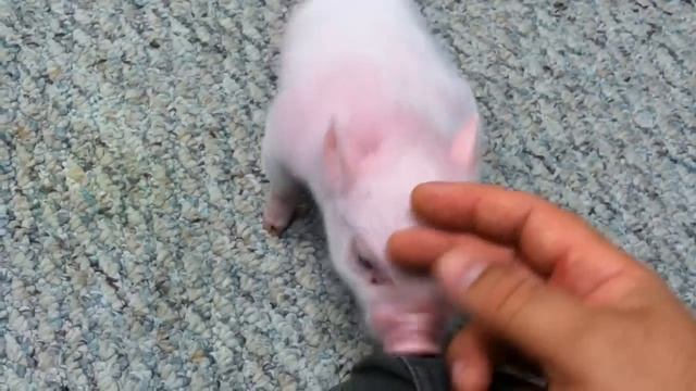 Time To Play - Chris P. Bacon