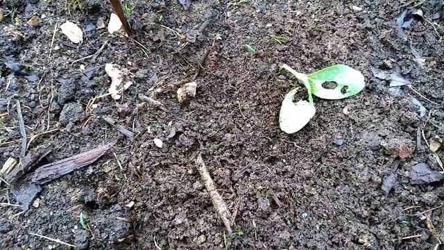 1 июля 2022 г. Слизни???