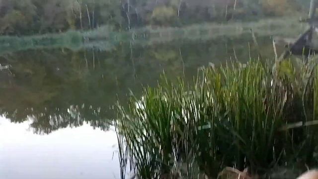 ПОКЛЁВКА КРУПНОГО СУДАКА. СЕВЕРСКИЙ ДОНЕЦ.  северскийдонец  щукасудак ловлянаживца