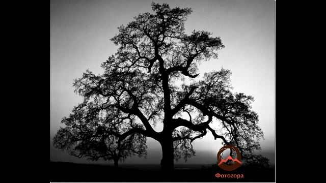 Великие фотографы. Ансел Адамс (Ansel Easton Adams)