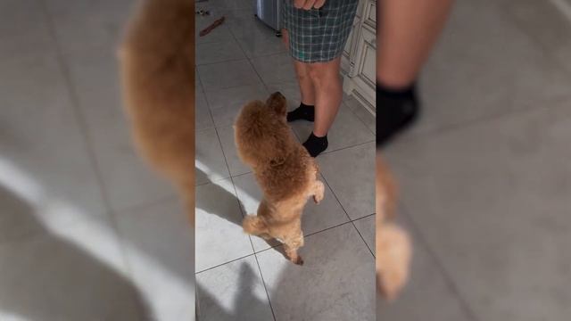 Top 10 Most Obedient Dogs