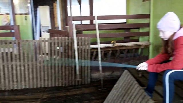 Телята покоряют новые просторы// Первая прогулка Рокси и Масяни