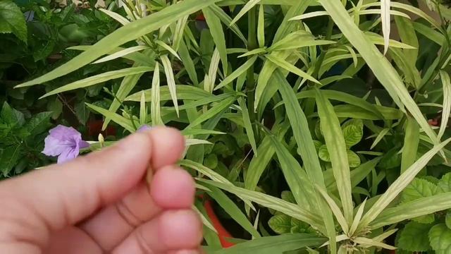 D1ec340320ce31bc4306935593cfcb2a