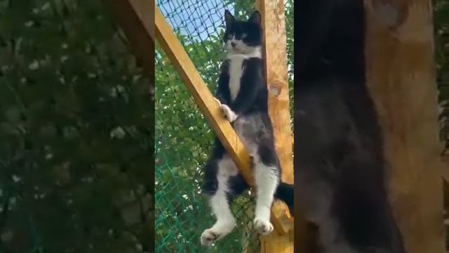 Я кот)