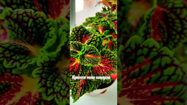 Красота моих колеусов