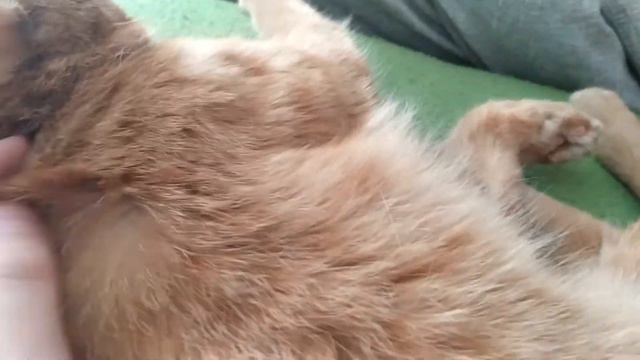 глажу кота