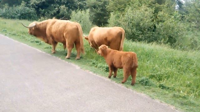 Голландские коровы