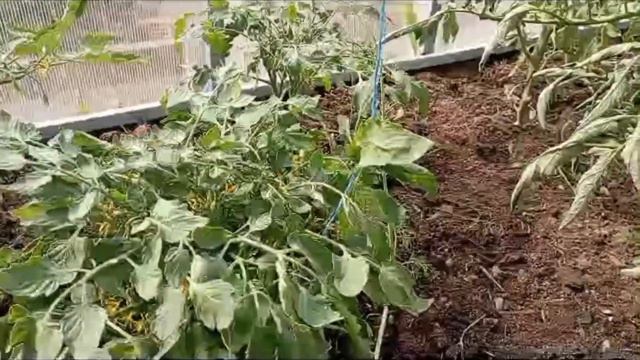 Что делать, если у томатов закручиваются листья?🍂